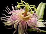 Passiflora moluccana