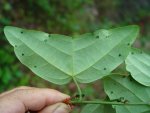 Passiflora papilio