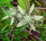 Passiflora sp. nov. in supersection Auriculata