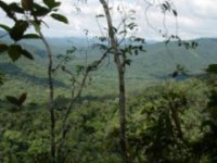 Lower montane forest near el Paujil, alt. ca. 800 m.