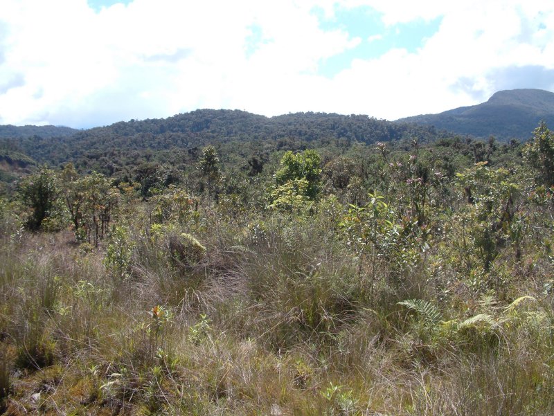 [Image: Scrub-vegetation-on-nutrient-poor-soils-...a-Rica.jpg]