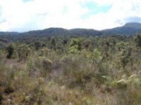 Scrub vegetation on nutrient poor soils between Oxapampa and Villa Rica, alt. ca. 2400 m.