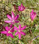 Iridaceae sp.