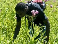 Shaw Nature Reserve: Filipendula-rubra