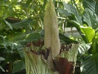Arum