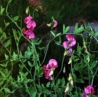 Lathyrus mulkak