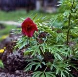Paeonia hybrida