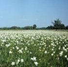 Narcissus angustifolius