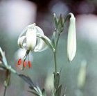 Lilium ledebourii