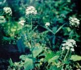 Pachyphragma macrophyllum