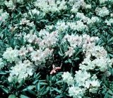 Rhododendron caucasicum