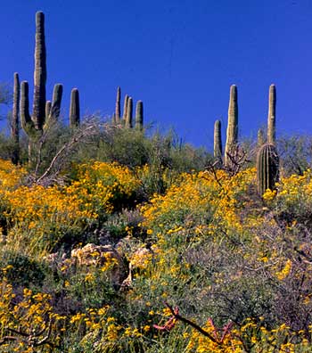 Saguaro cactus