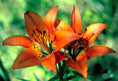 Lilium philadelphicum