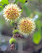 Uncaria