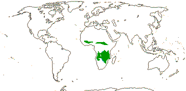 African Detarioideae