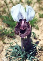 Iris iberica