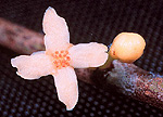 G. parvifolia
