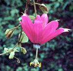 Passiflora insignis