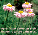 Pyrethrum carneum