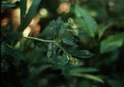 Fruits