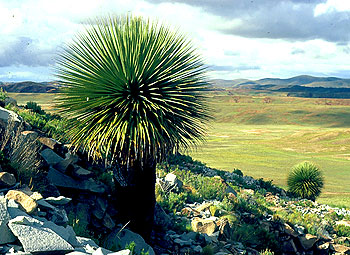 Bolivia