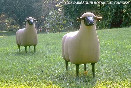 Close-up of two ewes