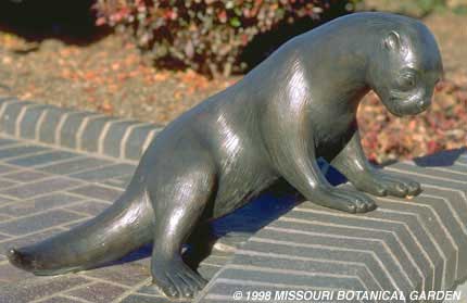 Close-up of one Otter