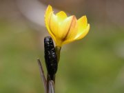 Click to enlarge/pulse para agrandar