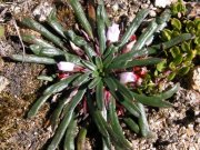 Click to enlarge/pulse para agrandar