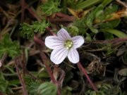 Click to enlarge/pulse para agrandar