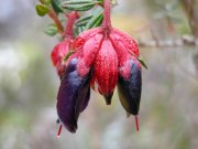 Click to enlarge/pulse para agrandar