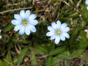 Click to enlarge/pulse para agrandar