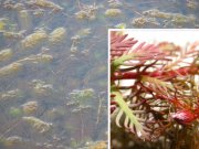 Click to enlarge/pulse para agrandar