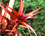 Bromeliaceae