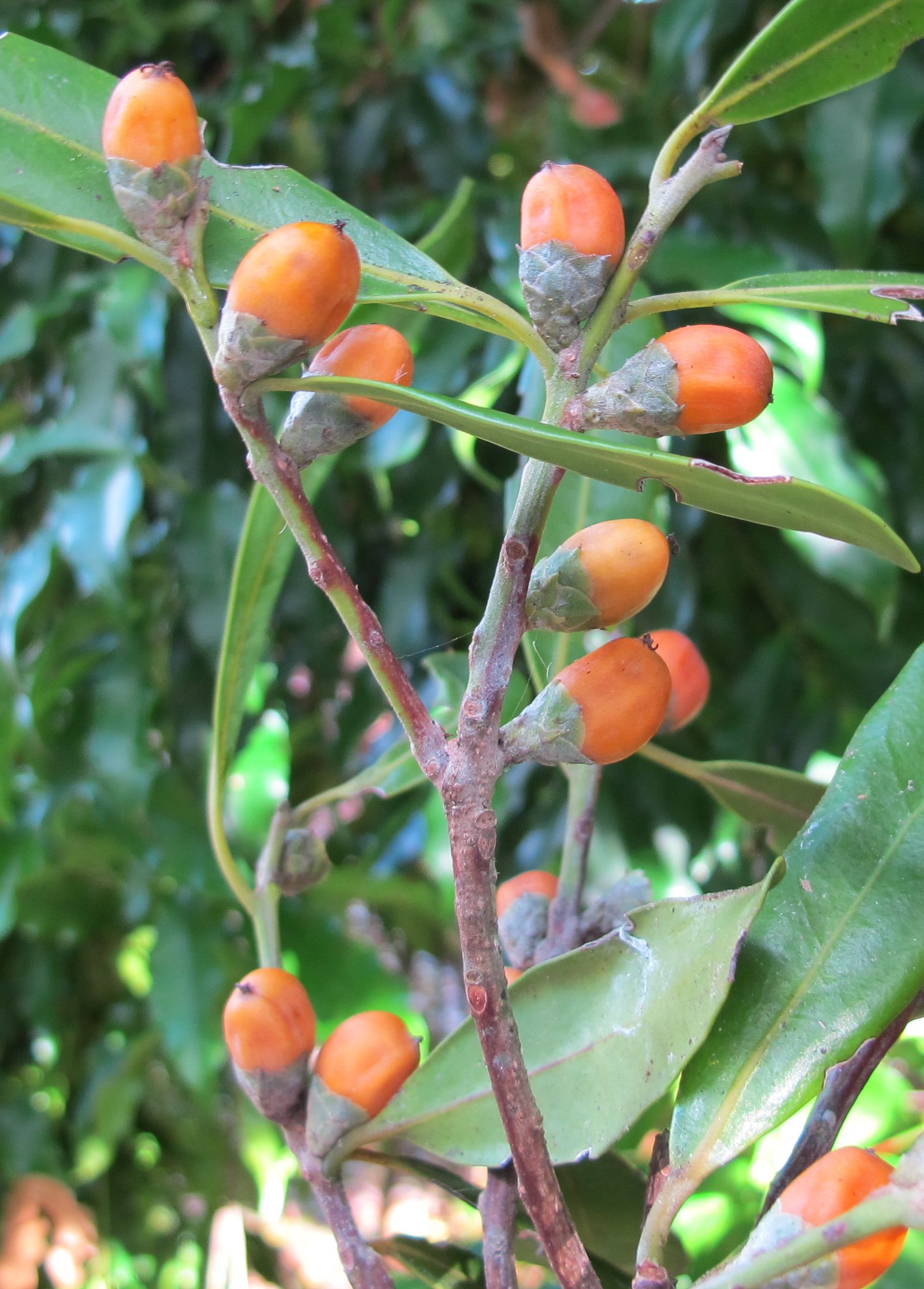 Malpighiales