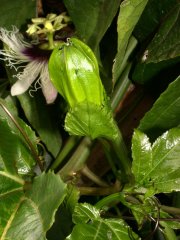 Passiflora edulis Sims