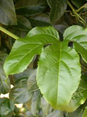 Passiflora edulis Sims