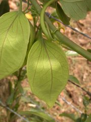 Passiflora platyloba Killip