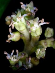 Ampelocera macrocarpa Forero & A. H. Gentry (Ulmaceae)