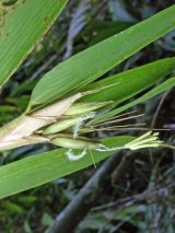 Elytrostachys clavigera McClure (Poaceae)