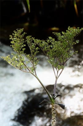 Discocnide mexicana (Liebm.) Chew (Urticaceae)