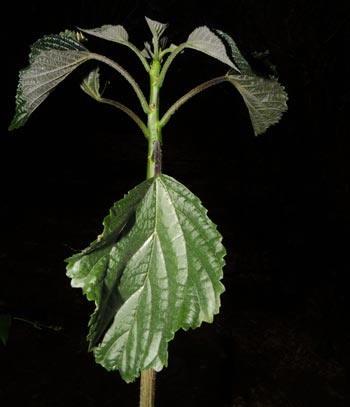 Discocnide mexicana (Liebm.) Chew (Urticaceae)