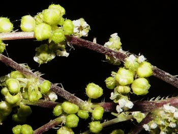 Discocnide mexicana (Liebm.) Chew (Urticaceae)