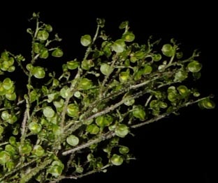 Discocnide mexicana (Liebm.) Chew (Urticaceae)