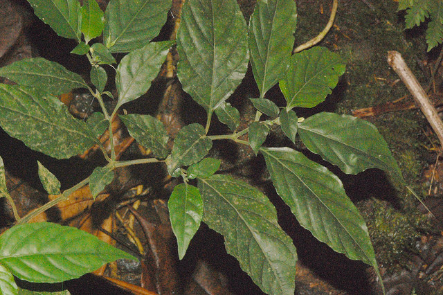 Justicia trichotoma (Kuntze) Leonard (Acanthaceae)