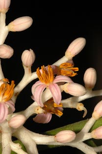 Oecopetalum greenmanii Standl. & Steyerm. (Icacinaceae; now in Metteniusaceae fide APG)