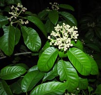 Sloanea garcia-cossioi Pal.-Duque (Elaeocarpaceae)