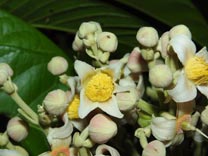 Sloanea garcia-cossioi Pal.-Duque (Elaeocarpaceae)
