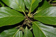 Cordia  megalantha S.F. Blake (Boraginaceae)