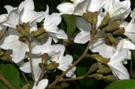 Cordia  megalantha S.F. Blake (Boraginaceae)